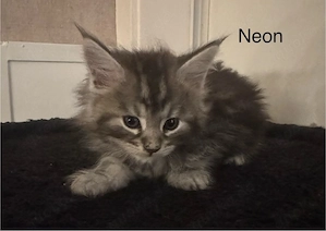 6 Maine Coon Kitten Bild 3