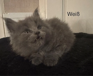 6 Maine Coon Kitten