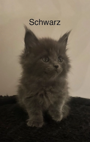 6 Maine Coon Kitten Bild 5