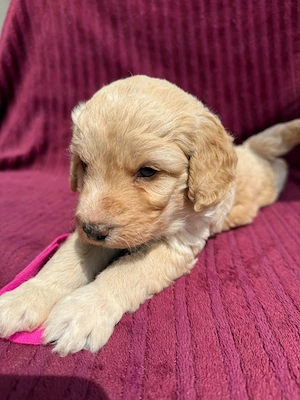 Bezaubernde Labradoodle F2 Welpen 