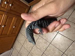 Varanus Macraei Jungtiere Warane 