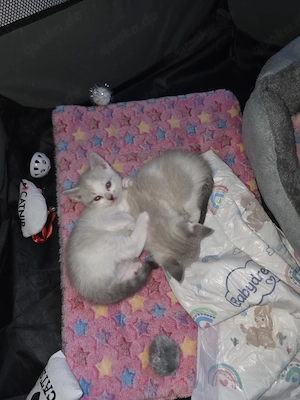 Babykatzen 