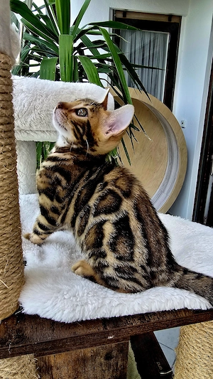 Zauberhaftes Bengal-Kitten (brown spotted tabby   rosetted) sucht liebevolles Zuhause