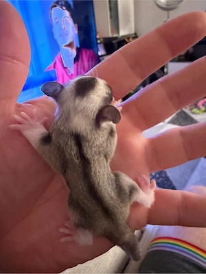 Sugar Glider baby Junge Whiteface