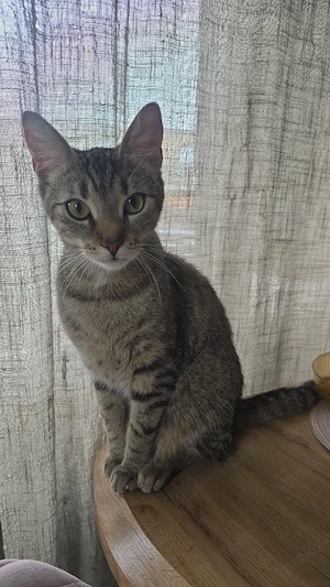 Ruhige, liebe Hauskatze sucht neues Zuhause
