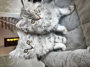 Britisch Langhaar Britisch Kurzhaar Kitten