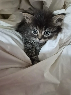 Maine Coon Mix  Baby katzen