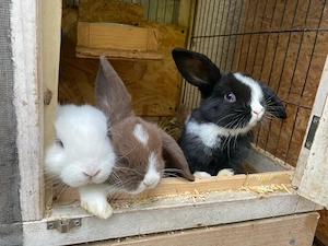 kaninchen Junge 10 Wochen alt