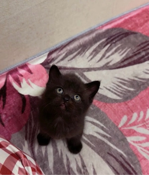 Katzenbabys