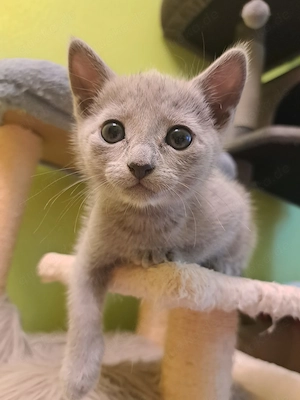 Süße Russisch Blau Kitten aus liebevoller Hobbyzucht,  mit Stammbaum (abzugeben ab 12. Woche)