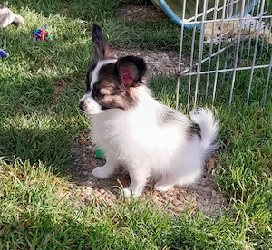 Papillon-Welpe Hündin