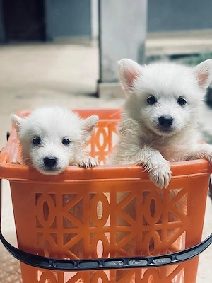 Wunderschöne American Eskimo Welpen   Perfekte Familienbegleiter!
