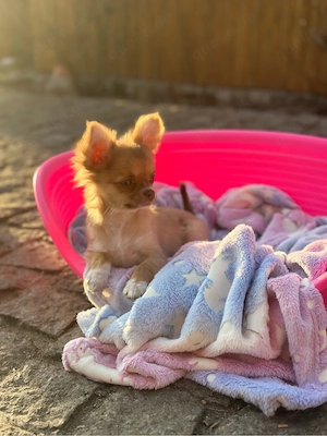 Weiblichen chihuahua FCI 