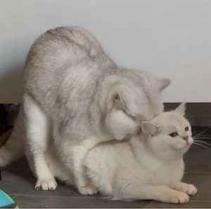 ? BKH Deckkater sucht Katzendame ?