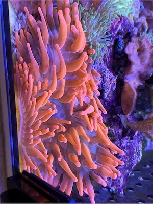 Kupferanemone zu verkaufen