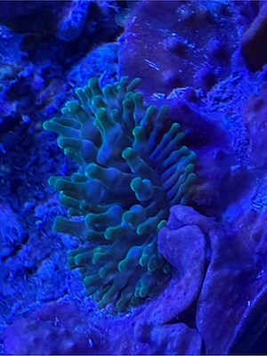 Anemone grün  ab zu geben