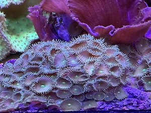 Ablegerstein mit Krustenanemonen