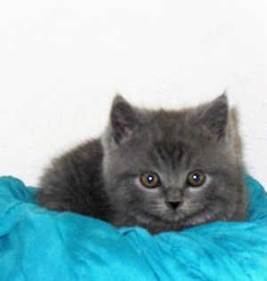 BKH Katerchen 