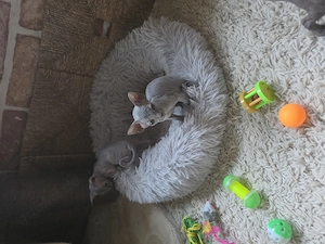 Sphynx Don Kitten