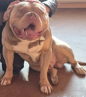 Deckrüde Zeus XL Bully