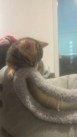 Bengal kitten Brown Spotted Bengalen (Snow Colorpoint-Gen Träger)