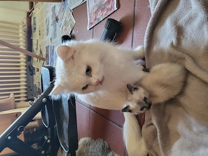 Kitten, babys