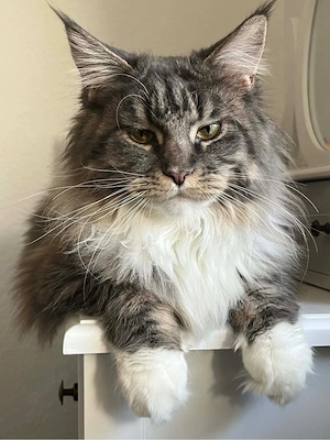 Maine Coon Dame 