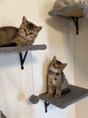 bkh kitten