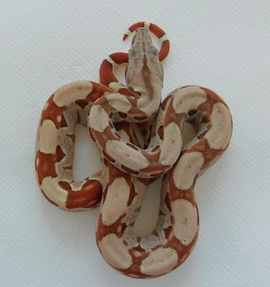 Boa imperator Jungtiere demnächst abzugeben! Kaiserboa Männchen und Weibchen!