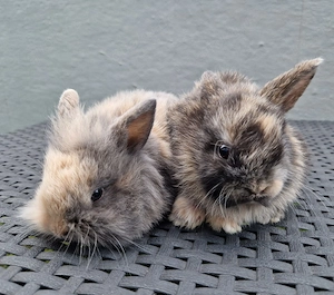 Löwenköpfchen Löwenkopf Zwergkaninchen Kaninchen Mini-Lop 