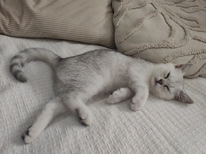 BKH Kater silber