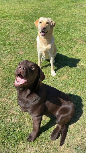 Labrador Retriever Rüde chocolat 7 Monate Bild 2