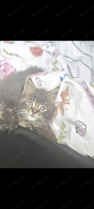 Mainecoon Kater (Baby)