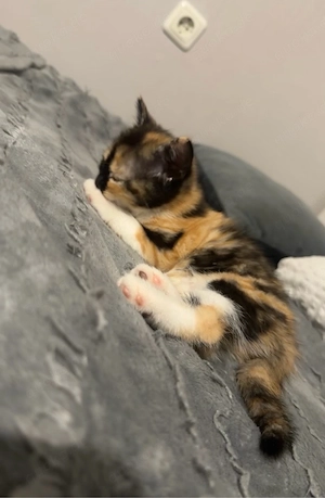 Baby katzen