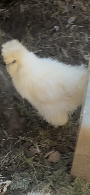 Seidenhühner hennen weiss  Bild 2