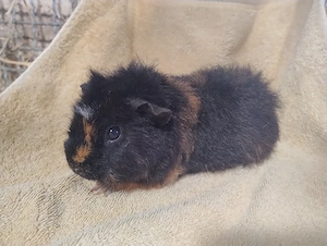 Meerschweinchen Weibchen Jungtiere 
