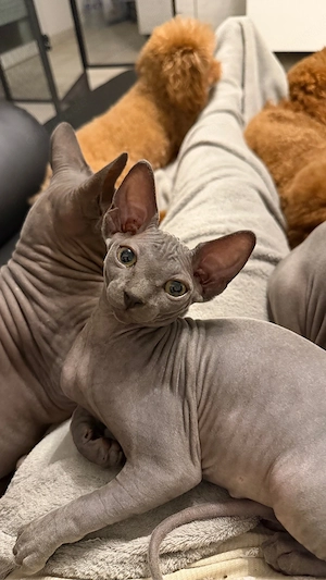 sphynx kitten, ein mädchen frei.  Bild 10