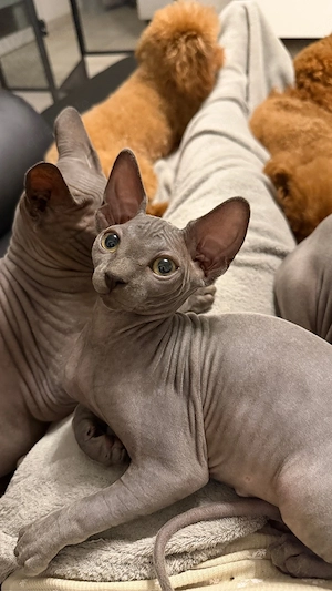sphynx kitten, ein mädchen frei.  Bild 3