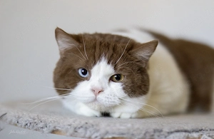 Wunderschöner Cinnamon White Odd eyed Kater