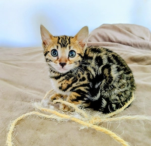2 zuckersüße Bengal Kitten 