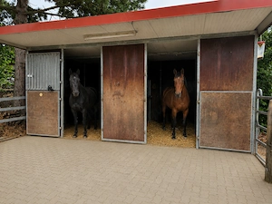 Offenstallplatz in Rheindürkheim ab Juli frei