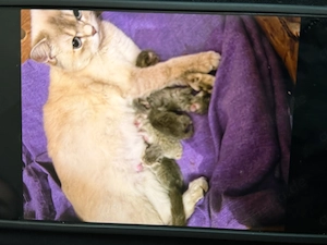 Kostenloss katzenn