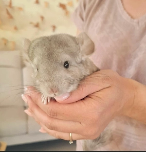 Chinchilla Böckchen 4 Monaten 