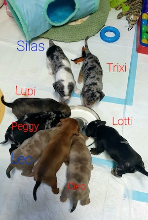 French Bulldog - Mini Ausie Mix Welpen  