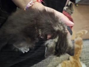 Bkh maine coon mix Junge