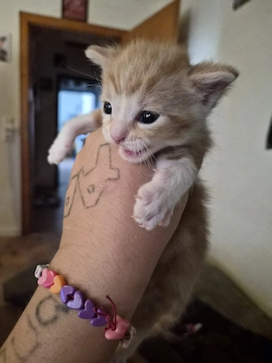 Rotes Bkh Maine coon Mix Mädchen