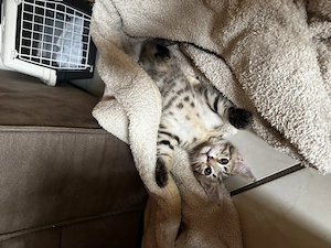Verspielte Katzen Kitten 