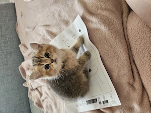  BKH Kitten zu verkaufen