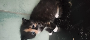 Baby kitten 