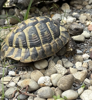 1,0 Männliche griechische Landschildkröte - aus ganzjähriger Außenpflege